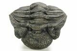 Curled Drotops Trilobite - Excellent Eye Facets #363267-4